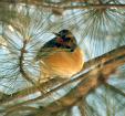 [Varied Thrush]