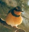 [Varied Thrush]