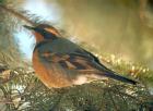 [Varied Thrush]