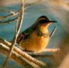 [Varied Thrush]