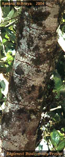Rufous-bellied Woodpecker sap holes