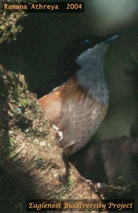 Rufous-bellied Shrike-Babbler