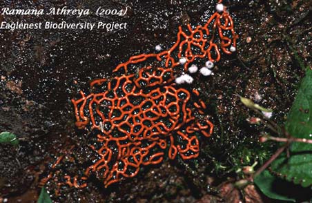 Orange Lattice Fungus