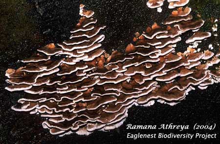 Bracket Fungus