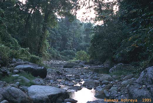 Tipi forest stream