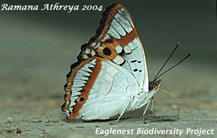 Purple Emperor