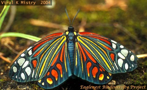 Harlequin Moth