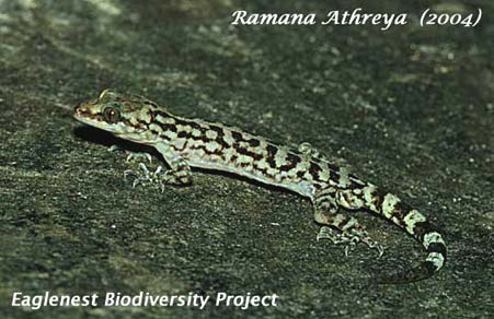 Khasi Bent-toed Gecko