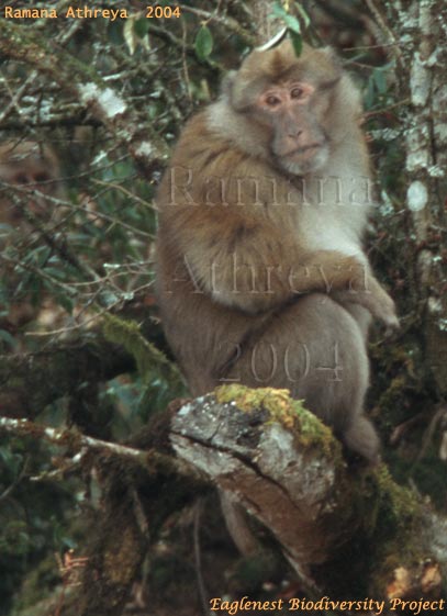 Arunachal Macaque