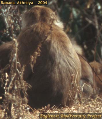 Jang Macaque