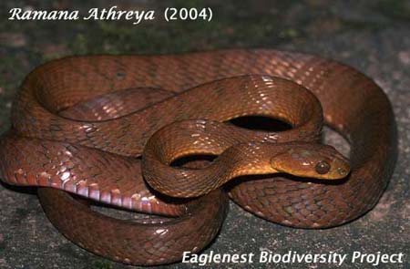 OchraceousCatsnake Boiga (cf.) ochracea image image