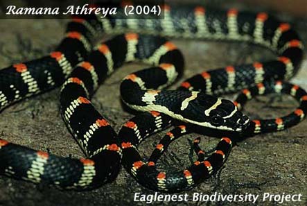 Ornate Flying-snake