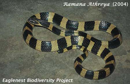 lesser black krait bungarus lividus banded krait bungar