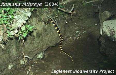 lesser black krait bungarus lividus banded krait bungar