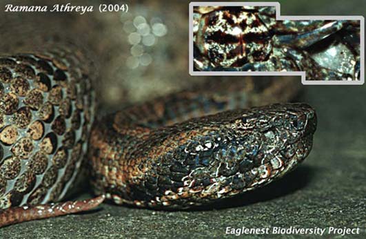 Mountain Pit-Viper