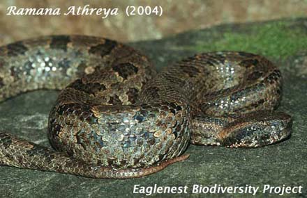 Spot-tailed(?)Pit-viper Trimeresurus (cf.)erythrurus P