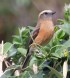 [Brown-backed Chat Tyrant]