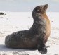 [Galapagos Sea Lion]