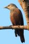 [Chestnut-tailed Starling]