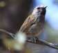 [Rufous-gorgeted Flycatcher]