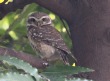 [Spotted Owlet]