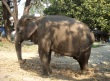[elephant]