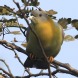 [Yellow-footed Pigeon]