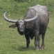 [Asiatic Wild Buffalo]