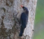 [Velvet-fronted Nuthatch]
