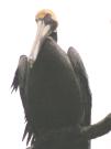 [Brown Pelican]