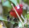 [Red Warbler]