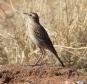 [African Pipit]