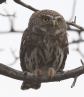 [Pearl-spotted Owlet]