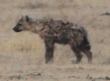 [Spotted Hyena]