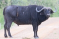 [African Buffalo]