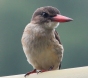 [Brown-headed Kingfisher]