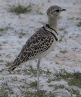 [Double-banded Courser]