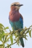 [Lilac-breasted Roller]
