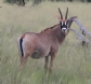 [Roan Antelope]