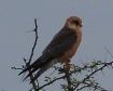 [Red-footed Falcon]
