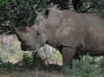 [White Rhinoceros]