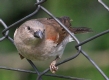 [Southern Grey-headed Sparrow]