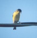 [male Lesser Goldfinch]