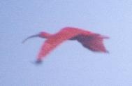 [Scarlet Ibis]