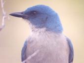 [Mexican Jay]